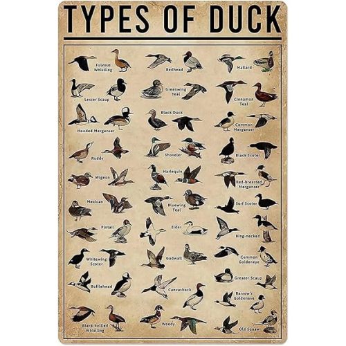 Duck Knowledge Metal Poster Type Of Duck Metal Print Tin Sign School Club Hunting Lodge Cafe Bedroom Bathroom Kitchen Home Art Wall Decoration Plaque