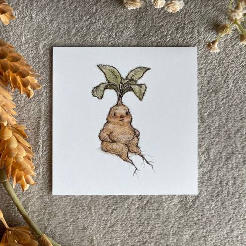 Mandrake