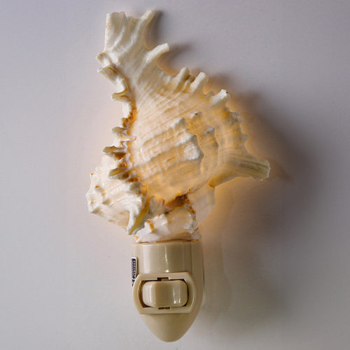 The Seashell Company Ramose Murex LED Night Light | Wayfair