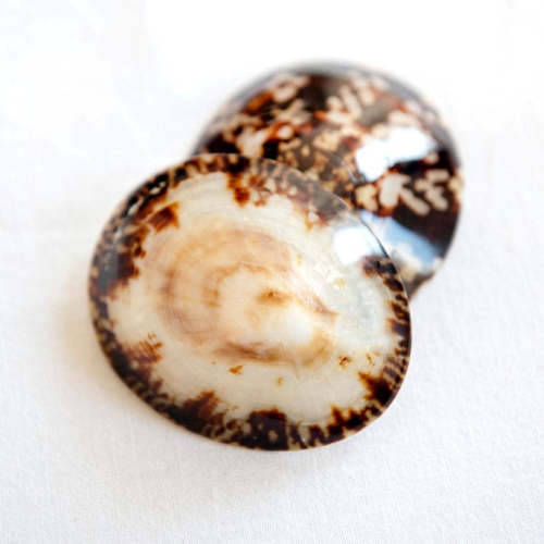 Breastfeeding Seashells Natural Nipple Soothers