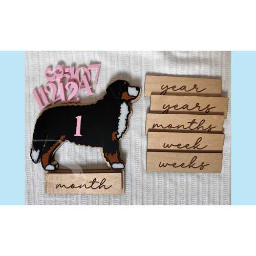Interchangeable Birth Announcement and Milestone Cards, Bernese Mountain Dog Wood & Acrylic Age Photo Prop, Dog Nursey, Baby Shower Gift
