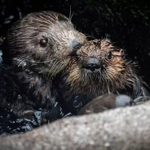 Membership Monterey Bay Aquarium