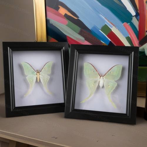 Real Luna Moth, Framed Craft Green Actias Luna Moth Home Decor, Taxidermy Projects And Insect Collections