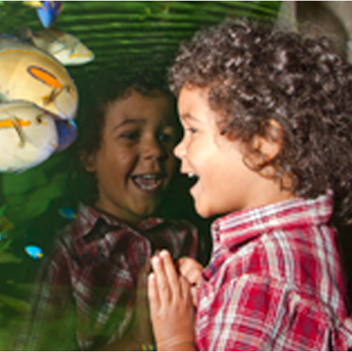 Odysea Aquarium Web Store :: Ticket Selection :: Annual Pass Pays For Itself After Two Visits!