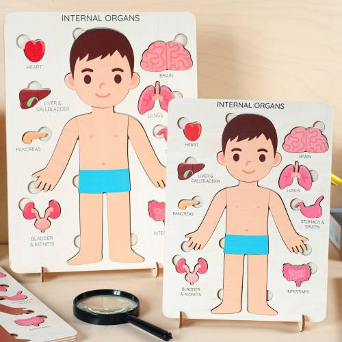 Montessori toys, human body puzzle, toddler toys, wooden kids anatomy puzzle, human anatomy, toddler preschool anatomy, gifts for kids boys