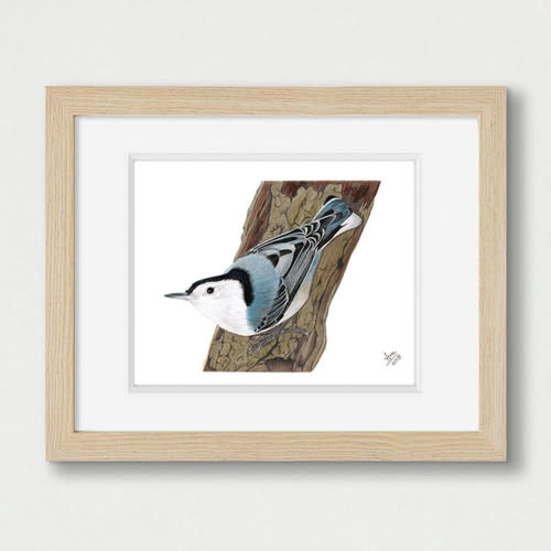 8x8 print White-breasted Nuthatch