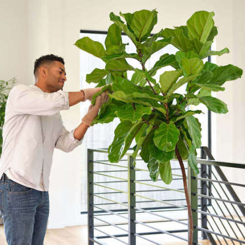 Buy Potted Parlor Palm Indoor Plant | Bloomscape