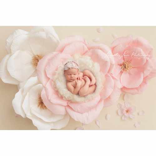 Newborn Photography Brisbane | Lavender Lane