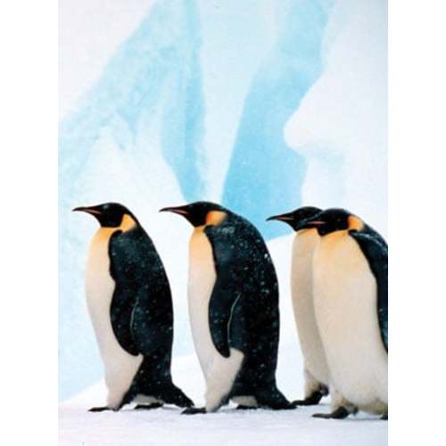 Adopt an Emperor Penguin | Symbolic Adoptions from WWF