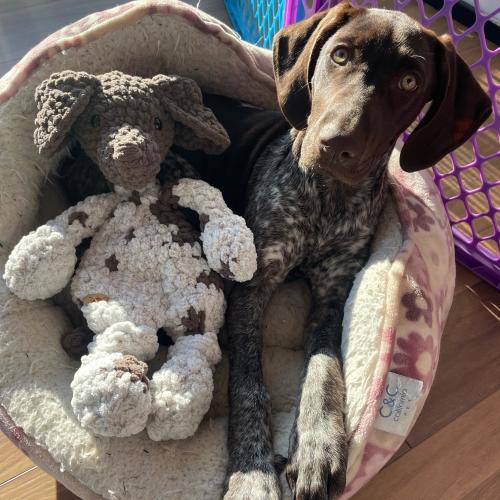 German Shorthaired Pointer Lovey | Crochet Pointer Snuggler | GSP Baby Shower Gift | Toddler Birthday Present | Dog Stuffed Animal Toy  |