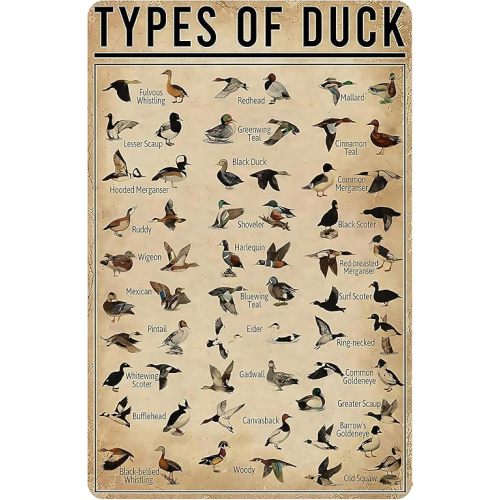 Duck Gifts Types of Duck Vintage Tin Sign for Home Office Farmhouse Man Cave Hunting Room Classroom Wall Art Decor 8x12 Inch (3269)