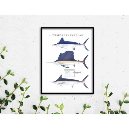 11x14 Offshore IGFA Grand Slam print; White Marlin, Sailfish, Blue Marlin; unique, high-quality print