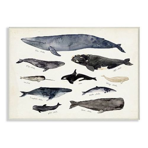 Stupell Home Decor Nautical Chart of Whales Ocean Plaque Wall Art
Stupell Home Decor Nautical Chart of Whales Ocean Plaque Wall Art