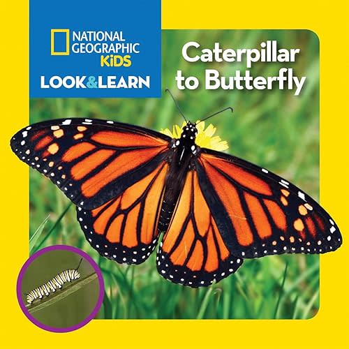 National Geographic Kids Look & Learn: Caterpillar to Butterfly Board book – Picture Book, February 9, 2016