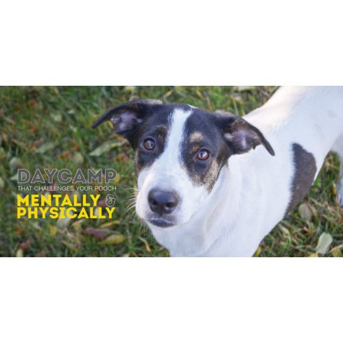 Daycare Pass | Wooftopia Doggie Daycare, Recreation, And Training