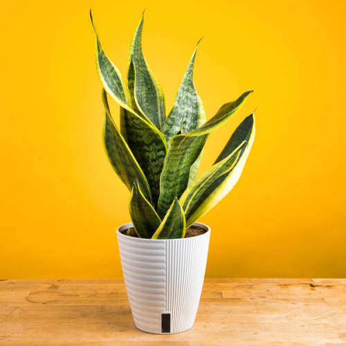 Snake Plant | medium