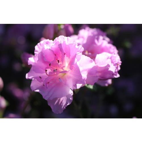 Masters 2026 Packages | Premier Golf