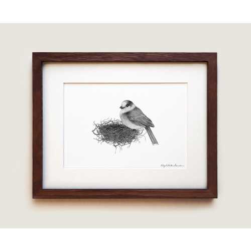 Gray Jay Art print | Canada Jay | Whisky Jack | Grey Jay | Ornithology art | Framed Art Print