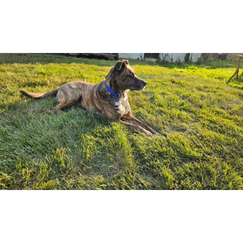 Dog Walking Fund