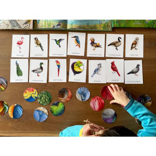 56 Bird Montessori Flashcards with Feature Pattern Matching, Preschool Educational Bird Identification Cards, Montessori Materials Printable