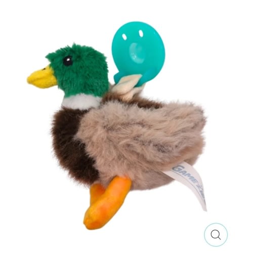 Mallard Duck
