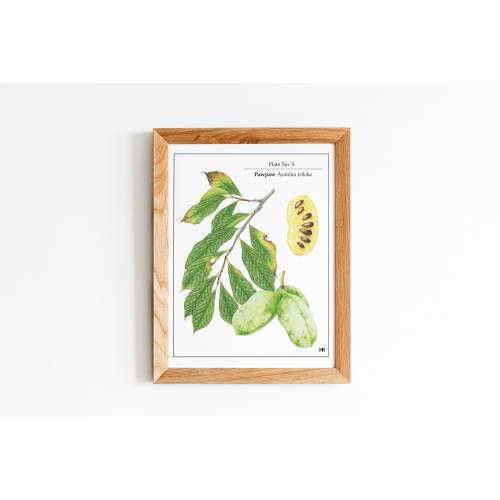 Pawpaw Botanical Illustration, Original Print