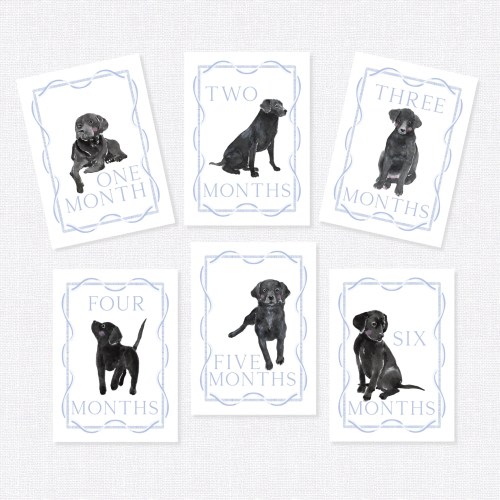 Baby Milestone Cards, First Year Cards, Monthly Milestone, Black Lab Boy Month Cards