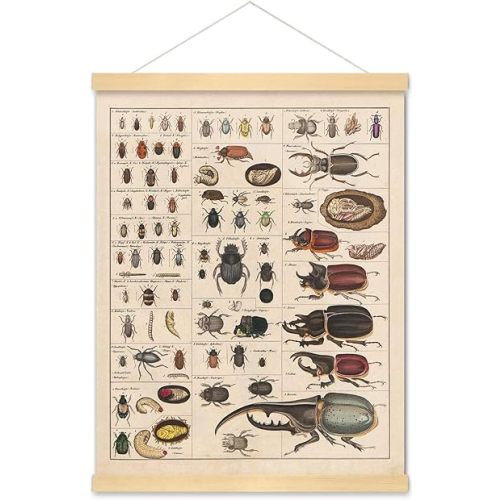 Meishe Art Vintage Poster Print Insects Collection Species Identification Reference Chart Entomology Diagram Classroom Club Wall Decor (poster + hanger frame)