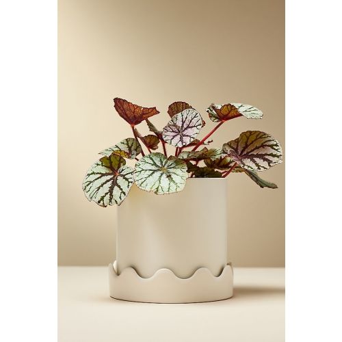 Pissaro Scalloped Ceramic Pot