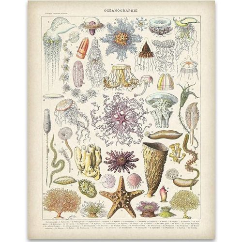 Vintage Crustaceancore Ocean Life Jellyfish Marine Biology Science Illustration Art Print by Meishe | 11x14 Unframed Art Print Poster | Great Beach House Wall Decor Poster Under $15