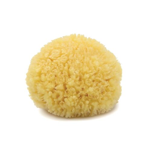 Neptune Caribbean Sea Sponge, Hand Cut, Medium, Approx. 5-6 inches