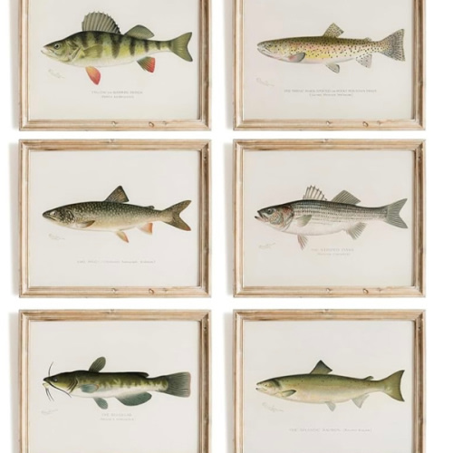 Fish Wall Art Prints (Set of 6) - Unframed - 8x10s | Vintage Fishing Decor - Reproductions of Vintage Fish Drawings - Midwest Fish Species - Great Gift for Fisherman