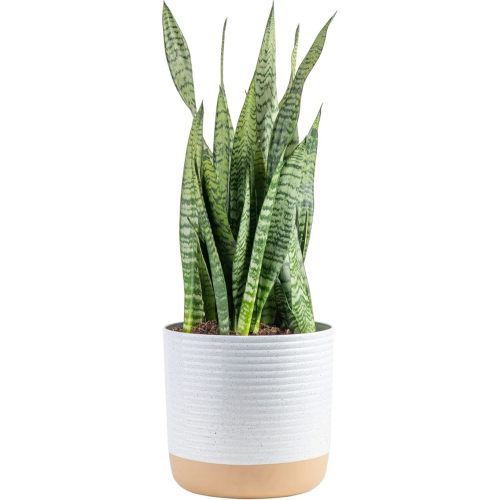 Costa Farms | Live Indoor Snake Plant - Grower's Choice, 2'-3' Tall, Décor Planter, Green/Yellow