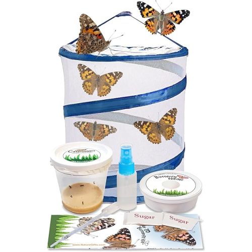 Nature Gift Store Live Butterfly Kit: Shipped with 5 Painted Lady Caterpillars Now- Pop Up Cage