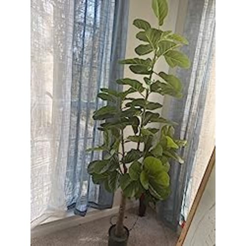 CAPHAUS Artificial Fiddle Leaf Fig Tree, 6 Feet in Pot with Dried Moss, for Indoor House Home Office Store, Potted Ficus Lyrata Faux Tree, Fake Plant Modern Decoration Gift for Housewarming - 6 FT