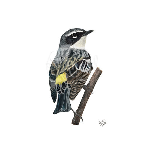 Yellow-rumped Warbler (Setophaga coronata) print