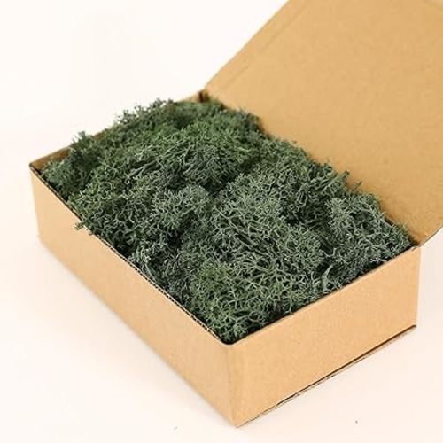 Moss Preserved, Craft Reindeer Green Decorative Moss for Enchanted Forest Decorations, Fairy Garden, Party, Art Wall, Indoor Potted Plants,Table, Terrariums, Bonsai Decor (4Green,3.6OZ)