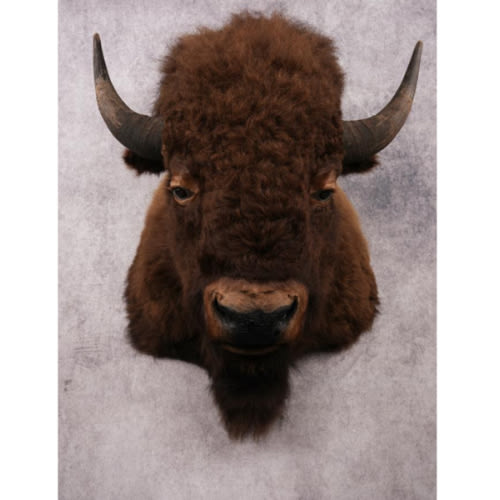 XL Bison Shoulder Mount SKU 3186 - All Taxidermy
