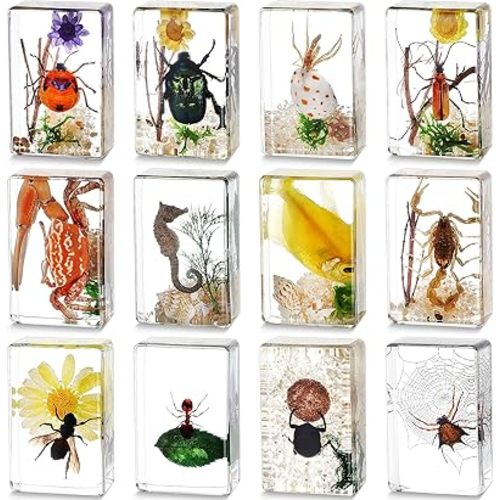 Macarrie 12 Pcs Insect in Resin Specimen Bugs Collection Paperweights Arachnid Resin Specimen Different Insect Specimen Bug Preserved in Resin for Scientific, 12 Styles (Scenery)
