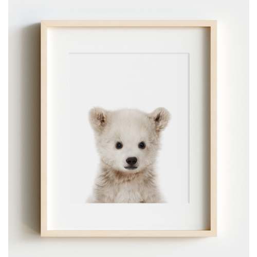 Baby Polar Bear 8x10