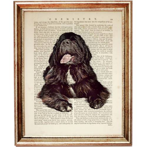 Newfoundland Dog Print, Pet Portrait Vintage Dictionary Page, Newfoundland Wall Art, Dog Wall Decor
