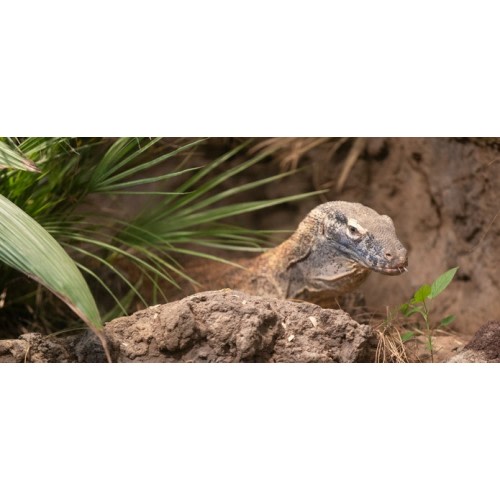 GIFT CARDS — Woodland Park Zoo