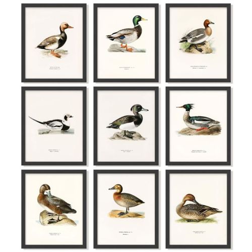 97 Decor Mallard Duck Decor For Home - Vintage Duck Hunting Poster, Ducks Wall Art Prints, Waterfowl Antique Mallard Nursery Decoration (8x10 Unframed) in 2025 | Duck nursery, Duck decor, Duck hunting decor