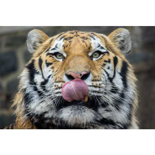 Philadelphia Zoo Gift Card