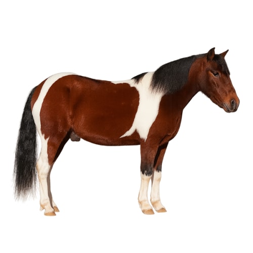 Baby’s First Pony
