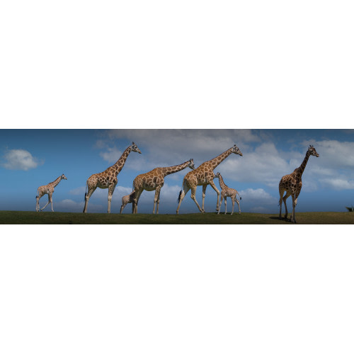 Membership New Members | San Diego Zoo Wildlife Alliance