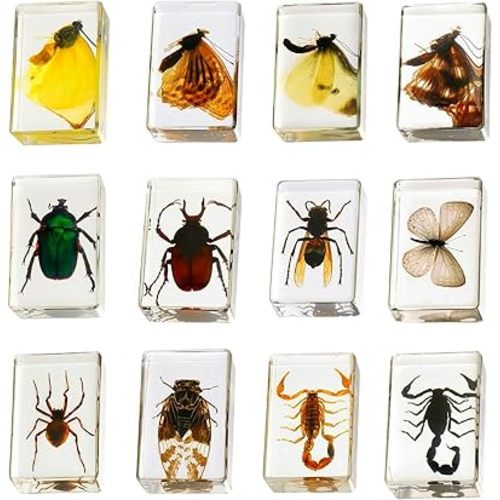 12 Pcs Insect in Resin Collection - Educational Bugs Specimen Set for Kids, Perfect for Preschool, Classroom Science, and Home Displays