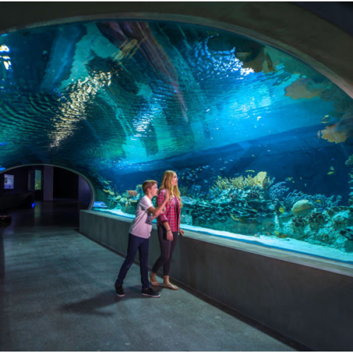 Odysea Aquarium Annual Pass