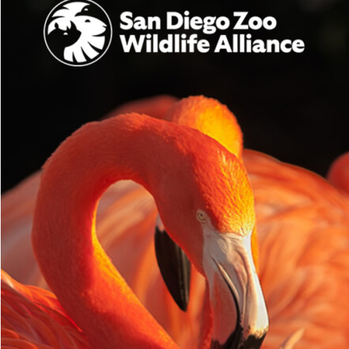 San Diego Zoo :: Ticket