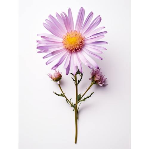 Pressed Flower Botanical Art Asters 2 Art Print by Botanic Studio - Fy